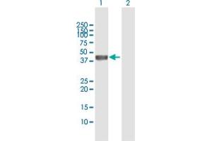 Western Blot analysis of LEFTY2 expression in transfected 293T cell line by LEFTY2 MaxPab polyclonal antibody.