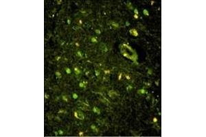 Immunofluorescence analysis of KHSRP Antibody (N-term) with paraffin-embedded human brain tissue.