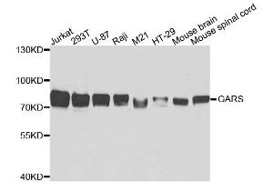 Western blot analysis of extracts of various cell lines, using GARS antibody. (GARS 抗体)