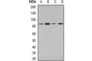 Western blot analysis of COG2 expression in HepG2 (A), MCF7 (B), mouse kidney (C), rat testis (D) whole cell lysates. (COG2 抗体)