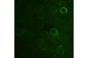 Image no. 1 for anti-DDDDK Tag (C-Term) antibody (ABIN296895)