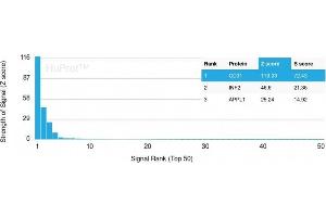 Analysis of Protein Array containing more than 19,000 full-length human proteins using CD31 Mouse Monoclonal Antibody (PECAM1/3528) Z- and S- Score: The Z-score represents the strength of a signal that a monoclonal antibody (Monoclonal Antibody) (in combination with a fluorescently-tagged anti-IgG secondary antibody) produces when binding to a particular protein on the HuProtTM array. (CD31 抗体  (AA 625-738))