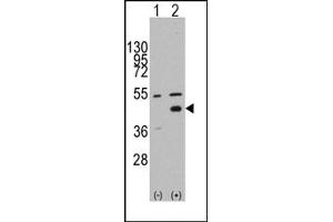 Image no. 1 for anti-WNT Inhibitory Factor 1 (WIF1) (N-Term) antibody (ABIN357860) (WIF1 抗体  (N-Term))