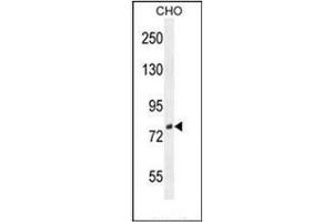 Western blot analysis of DEF Antibody (N-term) in CHO cell line lysates (35ug/lane). (C11ORF58 抗体  (N-Term))