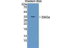 Western blot analysis of the recombinant protein. (NRP2 抗体  (AA 231-490))