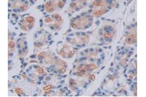 IHC-P analysis of Human Stomach Tissue, with DAB staining. (FKBP7 抗体  (AA 24-217))