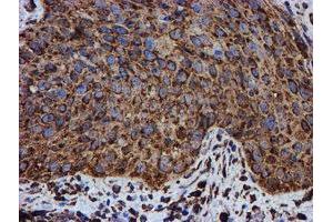 Image no. 3 for anti-Protein Disulfide Isomerase Family A, Member 4 (PDIA4) antibody (ABIN1500110) (PDIA4 抗体)