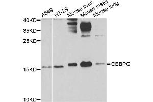 Western blot analysis of extracts of various cell lines, using CEBPG antibody (ABIN5974381) at 1/1000 dilution. (CEBPG 抗体)