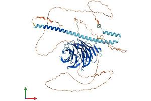 AlphaFold protein structure predicition of Mouse Recombinant Tle1 Protein, UniprotID Q62440