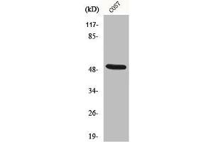 Western Blot analysis of COS7 cells using Cytokeratin 15 Polyclonal Antibody (KRT15 抗体  (N-Term))