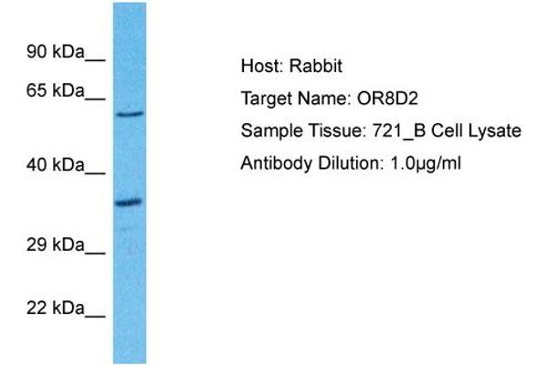 Olfactory Receptor, Family 8, Subfamily D, Member 2 (OR8D2) (C-Term) 抗体