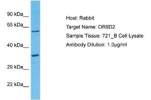 Host: Rabbit Target Name: OR8D2 Sample Type: 721_B Whole Cell lysates Antibody Dilution: 1.