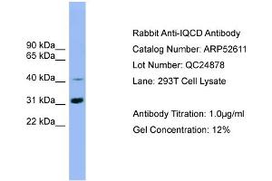 WB Suggested Anti-IQCD  Antibody Titration: 0. (IQCD 抗体  (Middle Region))