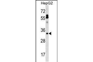 Western blot analysis in HepG2 cell line lysates (35ug/lane). (SFTPB 抗体  (AA 129-158))