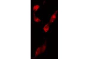 ABIN6274210 staining 293 cells by IF/ICC. (NFYB 抗体  (N-Term))