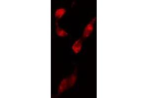 ABIN6274210 staining 293 cells by IF/ICC. (NFYB 抗体  (N-Term))