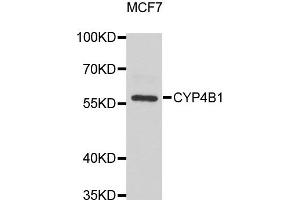 Western blot analysis of extracts of MCF7 cell lines, using CYP4B1 antibody.