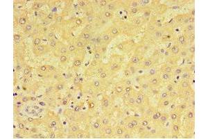 Immunohistochemistry (IHC) image for anti-Egf-Like Module Containing, Mucin-Like, Hormone Receptor-Like 1 (EMR1) (AA 21-290) antibody (ABIN7143385)
