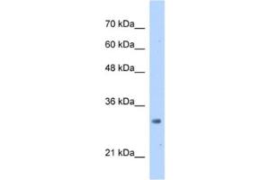 Western Blotting (WB) image for anti-mRNA Turnover 4 Homolog (MRTO4) antibody (ABIN2462963) (C1orf33 抗体)