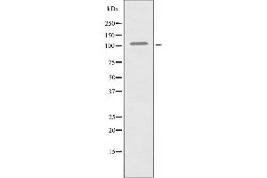 RIN3 抗体  (Internal Region)