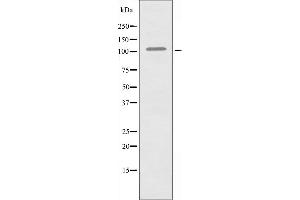 Western blot analysis of extracts from HUVEC cells using RIN3 antibody. (RIN3 抗体  (Internal Region))
