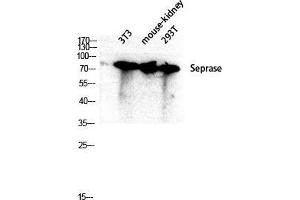 Western Blot (WB) analysis of 3T3 Mouse Kidney 293T lysis using Seprase antibody. (FAP 抗体  (Internal Region))
