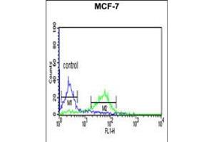 Flow cytometric analysis of MCF-7 cells (right histogram) compared to a negative control cell (left histogram). (CENPN 抗体  (C-Term))