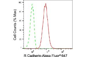 Flow cytometric analysis of R Cadherin expression in C2C12 cells using R Cadherin antibody (ABIN7797822), 1:2,000). (Recombinant Cadherin 4 抗体)