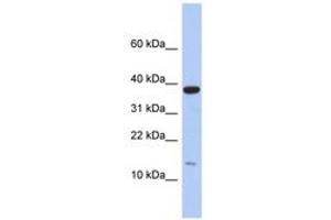 Image no. 1 for anti-Ribosomal Protein L27 (RPL27) (C-Term) antibody (ABIN6743982) (RPL27 抗体  (C-Term))