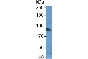 Western Blotting (WB) image for anti-Signal Transducer and Activator of Transcription 3 (Acute-Phase Response Factor) (STAT3) (AA 346-552) antibody (ABIN7444052)