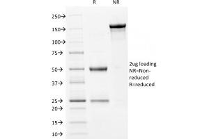 SDS-PAGE Analysis Purified Filaggrin Mouse Monoclonal Antibody (FLG/1561). (Filaggrin 抗体  (AA 198-288))