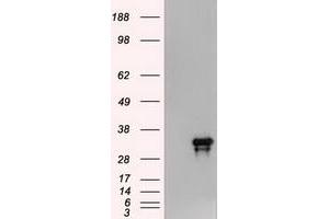Image no. 2 for anti-Noggin (NOG) (AA 28-232) antibody (ABIN1491315) (NOG 抗体  (AA 28-232))