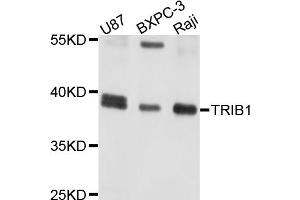 Western blot analysis of extracts of various cell lines, using TRIB1 antibody. (TRIB1 抗体)