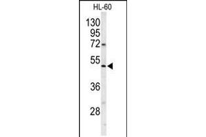 Western blot analysis of POLG2 Antibody in HL-60 cell line lysates (35ug/lane) (POLG2 抗体  (C-Term))
