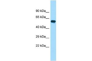 WB Suggested Anti-PIP5K1B Antibody Titration: 1. (PIP5K1B 抗体  (C-Term))