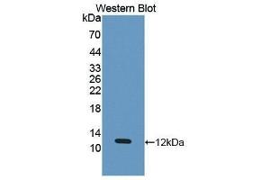 Western Blotting (WB) image for anti-Eosinophil Chemotactic Factor (ECF) (AA 24-97) antibody (ABIN1867677) (ECF 抗体  (AA 24-97))