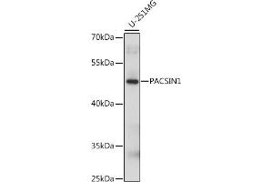 Western blot analysis of extracts of U-251MG cells, using P antibody (ABIN7269626) at 1:1000 dilution. (PACSIN1 抗体  (AA 240-390))