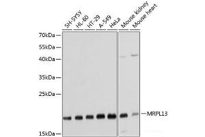 MRPL13 抗体