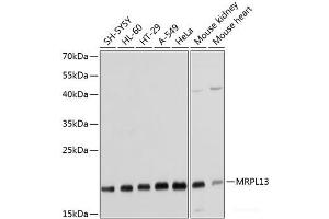 Western blot analysis of extracts of various cell lines using MRPL13 Polyclonal Antibody at dilution of 1:1000. (MRPL13 抗体)
