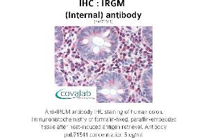 Image no. 1 for anti-Immunity-Related GTPase Family, M (IRGM) (Internal Region) antibody (ABIN1736037) (IRGM 抗体  (Internal Region))
