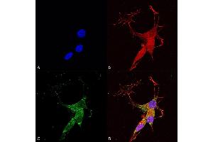 Immunocytochemistry/Immunofluorescence analysis using Mouse Anti-VGLUT3 Monoclonal Antibody, Clone S34-34 (ABIN2483796). (SLC17A8 抗体  (AA 546-588) (HRP))