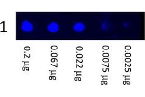 Image no. 1 for Goat anti-Mouse IgG (Whole Molecule) antibody (FITC) (ABIN300622) (山羊 anti-小鼠 IgG (Whole Molecule) Antibody (FITC))