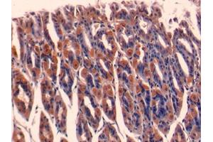 DAB staining on IHC-P; Samples: Mouse Stomach Tissue (ERI1 抗体  (AA 1-345))