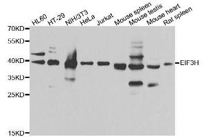 Western blot analysis of extracts of various cell lines, using EIF3H antibody. (EIF3H 抗体  (AA 80-340))