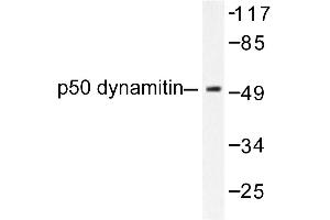 Image no. 1 for anti-Dynactin 2 (p50) (DCTN2) antibody (ABIN271764) (Dynamitin 抗体)
