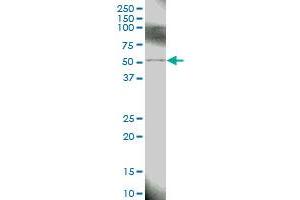 BIRC4 MaxPab polyclonal antibody. (XIAP 抗体  (AA 1-497))