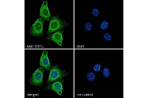Immunofluorescence (IF) image for anti-Glutamate Receptor, Ionotropic, N-Methyl D-Aspartate 1 (GRIN1) (Internal Region) antibody (ABIN185678)