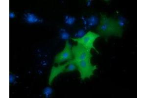 Anti-PRKD2 mouse monoclonal antibody (ABIN2453515) immunofluorescent staining of COS7 cells transiently transfected by pCMV6-ENTRY PRKD2 (RC215335). (PKD2 抗体)