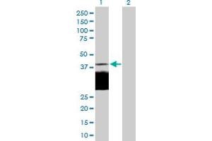 Western Blot analysis of DLK1 expression in transfected 293T cell line by DLK1 MaxPab polyclonal antibody. (DLK1 抗体  (AA 1-383))