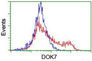HEK293T cells transfected with either RC219267 overexpress plasmid (Red) or empty vector control plasmid (Blue) were immunostained by anti-DOK7 antibody (ABIN2455843), and then analyzed by flow cytometry. (DOK7 抗体)